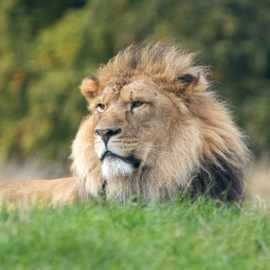 Whipsnade Zoo | A ZSL conservation zoo