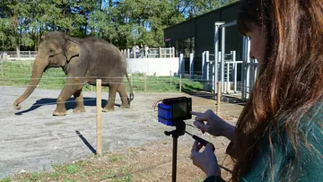 Woman using heat sensing technology on elephants for research conservation 