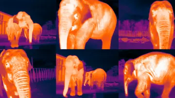 Collection of heat sensing elephant images from Whipsnade Zoo which are used for elephant conservation