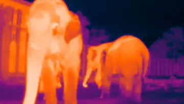 Asian elephant thermal imaging photo of three elephants at Whipsnade Zoo, being developed for elephant conservation in the field. 