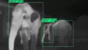 Elephant identification tech, being developed at Whipsnade Zoo for elephant conservation
