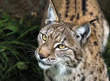 A Eurasian lynx at Whipsnade Zoo