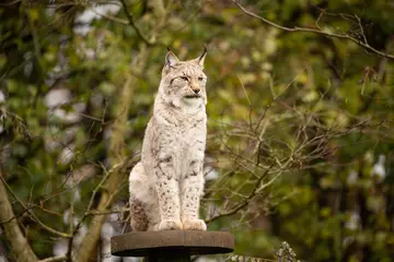 A Eurasian lynx on a platform at Whipsnade Zoo