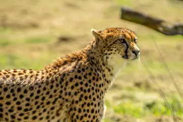 A cheetah at Whipsnade Zoo