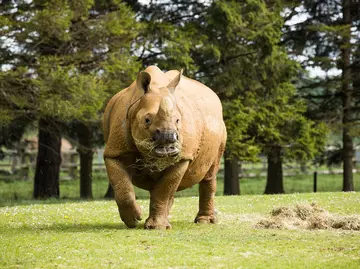 A greater one-horned rhino in the paddock at Whipsnade Zoo