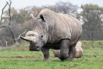 A white rhino at Whipsnade Zoo