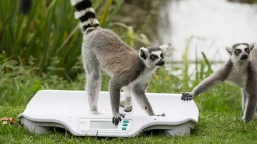 Ring-tailed lemur at annual weigh-in