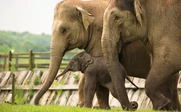 Asian elephants with an elephant calf