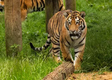 Amur tiger at Whipsnade Zoo