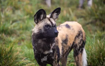 An African wild dog at Whipsnade Zoo looking to the right