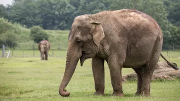 Asian elephant in a field at Whipsnade Zoo