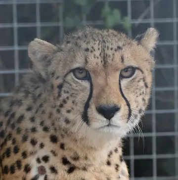 A close up photograph of Billy the cheetah at Whipsnade Zoo