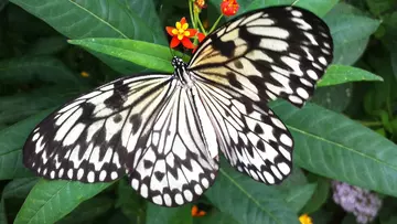 Butterfly at Whipsnade Zoo