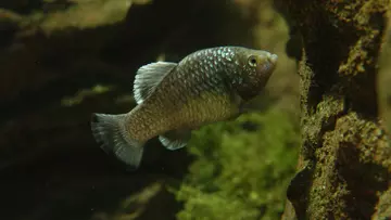 La Palma pupfish in an aquarium at Whipsnade Zoo