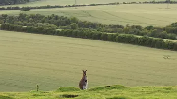 Red-knecked wallaby at Whipsnade Zoo with Chiltern downs backdrop 