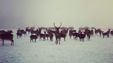 Deer park at Whipsnade Zoo passage through Asia