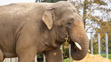 Close-up of Ming Jung the Asian elephant browsing at Whipsnade Zoo