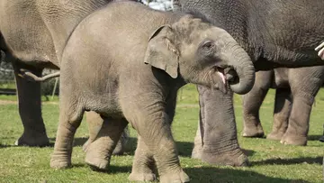 Elizabeth the Asian elephant calf