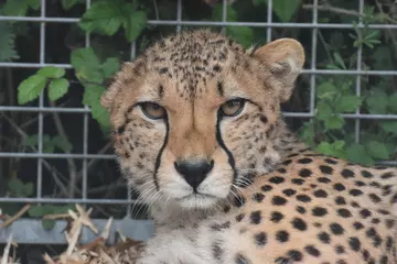 A close up photograph of Fred the cheetah at Whipsnade Zoo