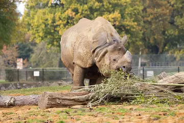 Greater one-horned rhino Hugo at Whipsnade Zoo