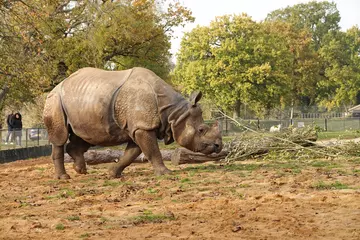 Greater one-horned rhino Hugo in his outdoor paddock at Whipsnade Zoo