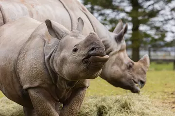 Greater one-horned rhino Zhiwa with mum Behan in the background at Whipsnade Zoo