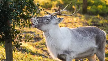 Heidi the reindeer browsing at the zoo