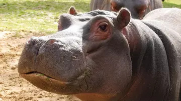 Common hippo Hordor at Whipsnade Zoo