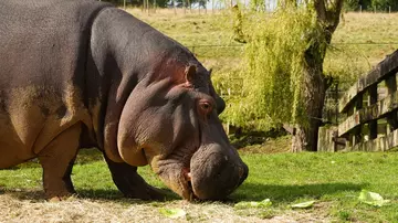 Common hippo at Whipsnade Zoo