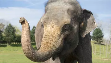Asian elephant Kaylee