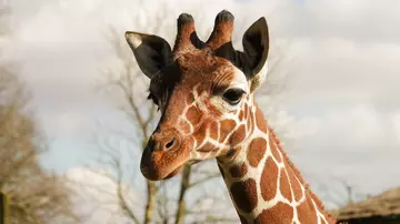 Reticulated giraffe Khari at Whipsnade Zoo