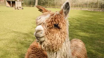 Lima the alpaca at Whipsnade Zoo