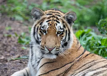 Makari an Amur tiger at Whipsnade Zoo