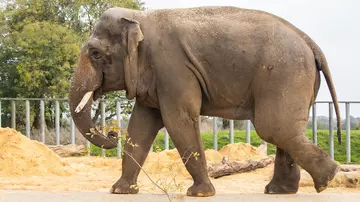 Ming Jung the Asian elephant who has large tusks, hold a branch with their trunk.