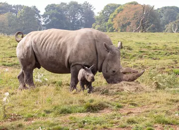 Southern white rhino calf, Nandi, out in the paddock with mum Tuli