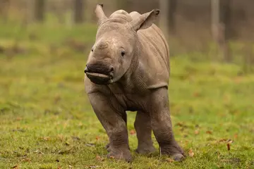 Nandi the Southern white rhino calf at Whipsnade Zoo