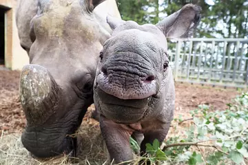 Rhino calf Zhiwa posing for a photo next to mum Behan