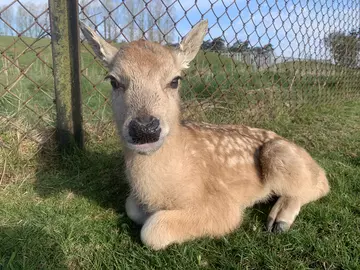 Pere David's Deer fawn close up at Whipsnade Zoo