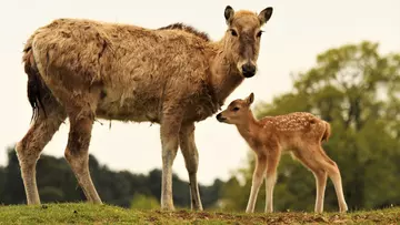 Pere David’s deer adult and fawn at Whipsnade Zoo