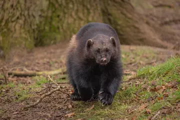 Puff the wolverine at Whipsnade Zoo