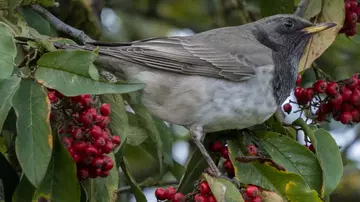 Rare black-throated thrush bird captured by Whipsnade Zoo member