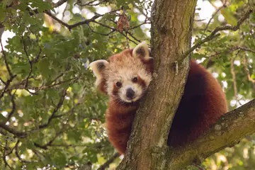 Red panda Nilo in a tree at Whipsnade Zoo