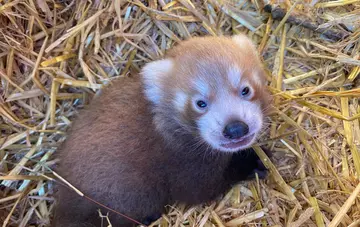 Red panda cub Nilo at Whipsnade Zoo lying down in his inside den surrounded by straw