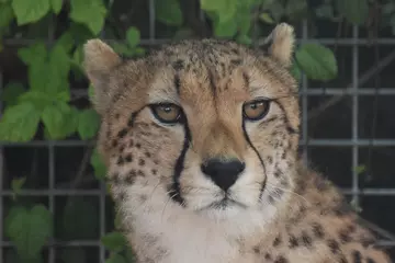 A close up photograph of Robyn the cheetah at Whipsnade Zoo