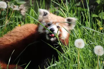Ruby the red panda with her tongue out at Whipsnade Zoo