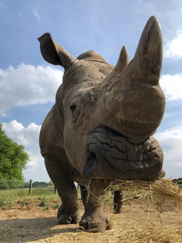 Sizzle the white rhino at Whipsnade Zoo