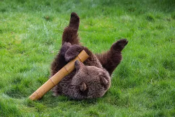 A European brown bear playing with a tube at Whipsnade Zoo