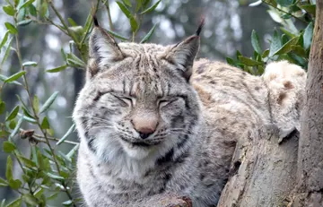 Ruby the Eurasian lynx with her eyes shut at Whipsnade Zoo
