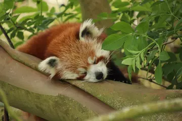 Sleepy Ruby the red panda at Whipsnade Zoo