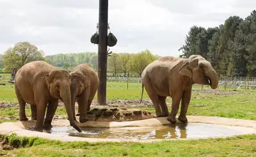 Three Asian elephants in their outdoor paddock at Whipsnade Zoo